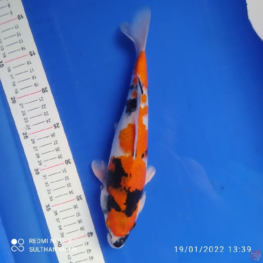 showa 29 cm