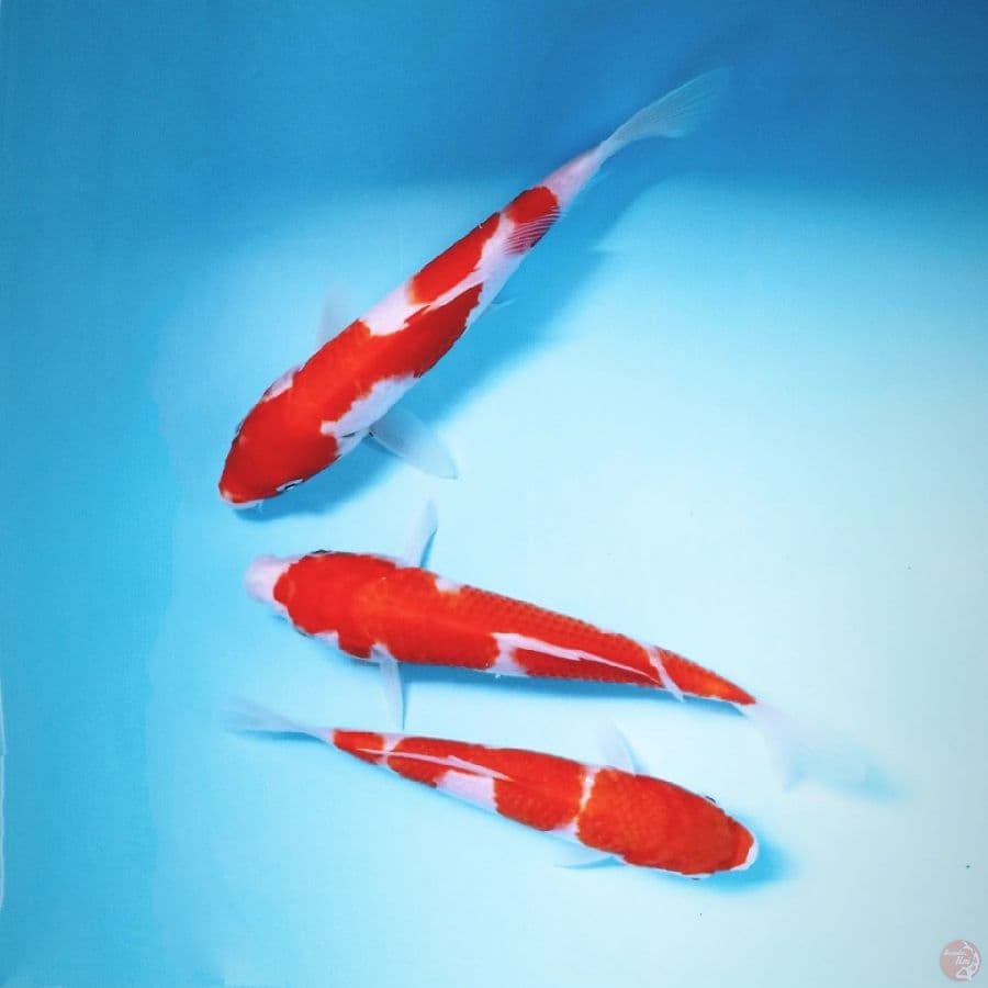 paket kohaku, 18-23 cm