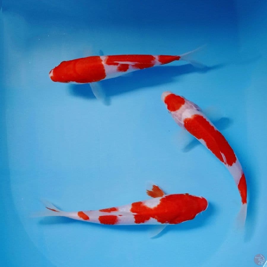 paket kohaku, 22-24 cm
