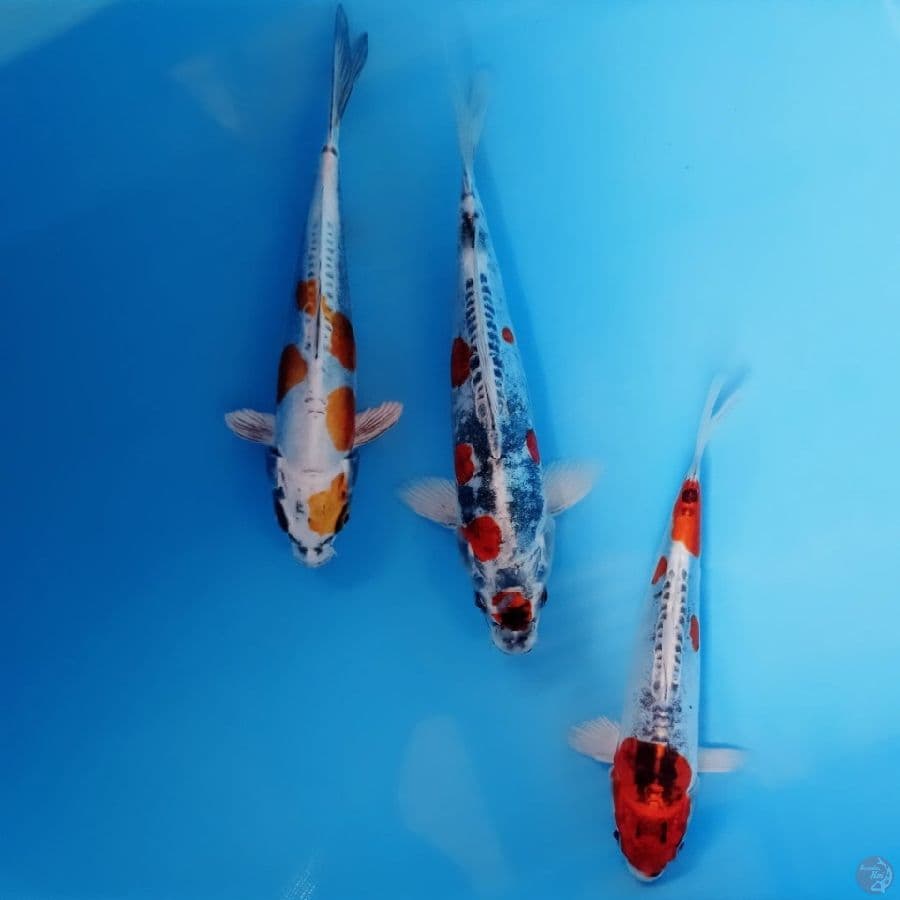 paket kikokuryu, 20-25 cm