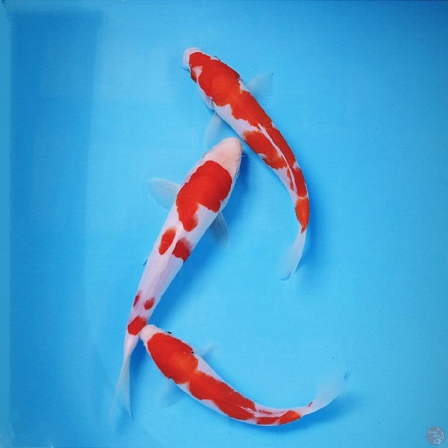 paket kohaku, 17-23 cm
