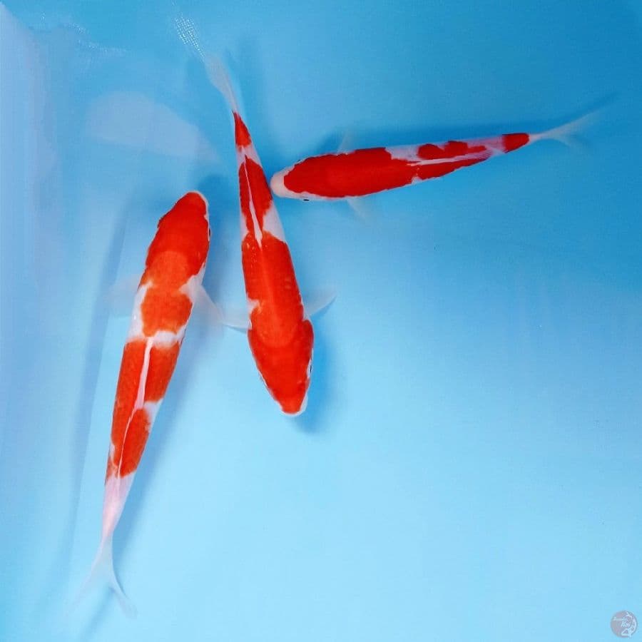 paket kohaku, 21-25 cm