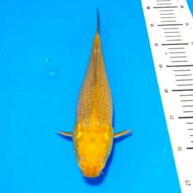 Cagoi lemon antik..33cm