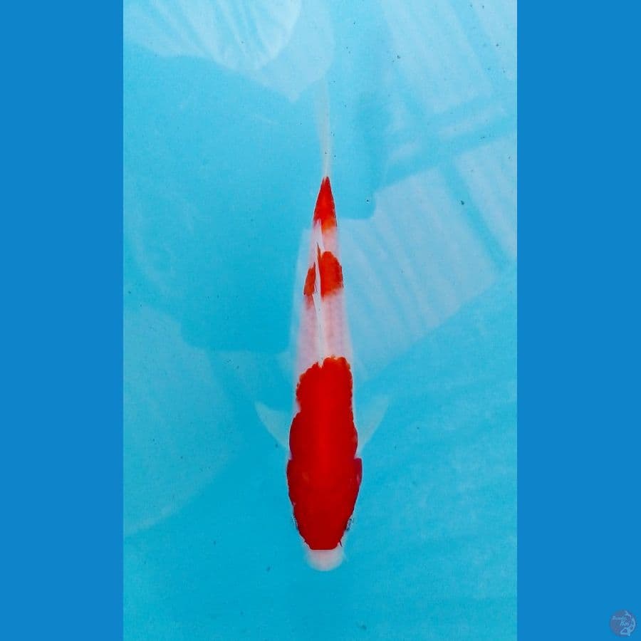 kohaku 18cm