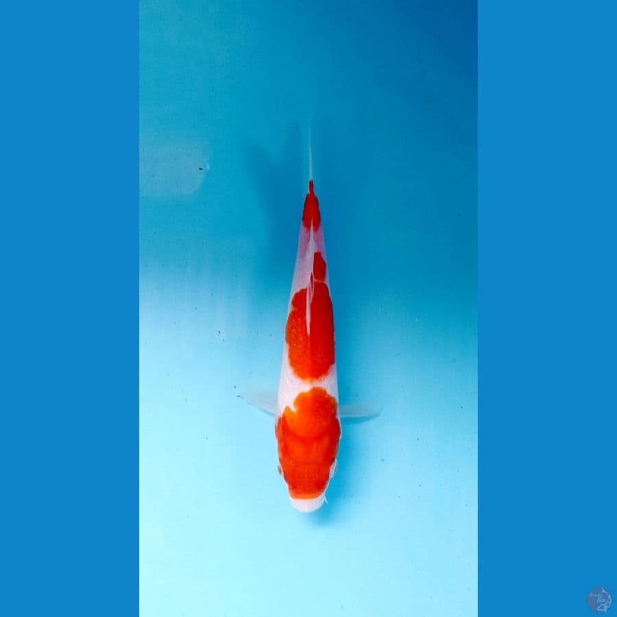 kohaku 20cm