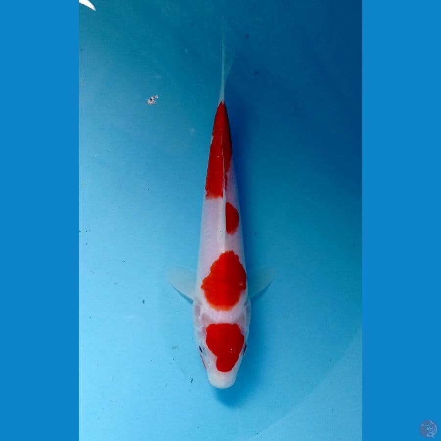 kohaku 21cm