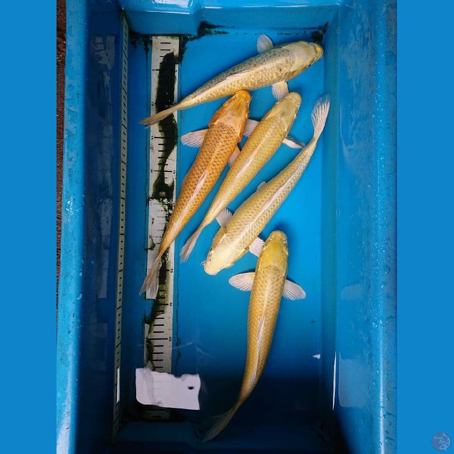 YAMABUKI OGoN BERdIh 27_33 cm