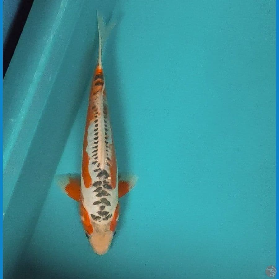hana shusui 27cm male
