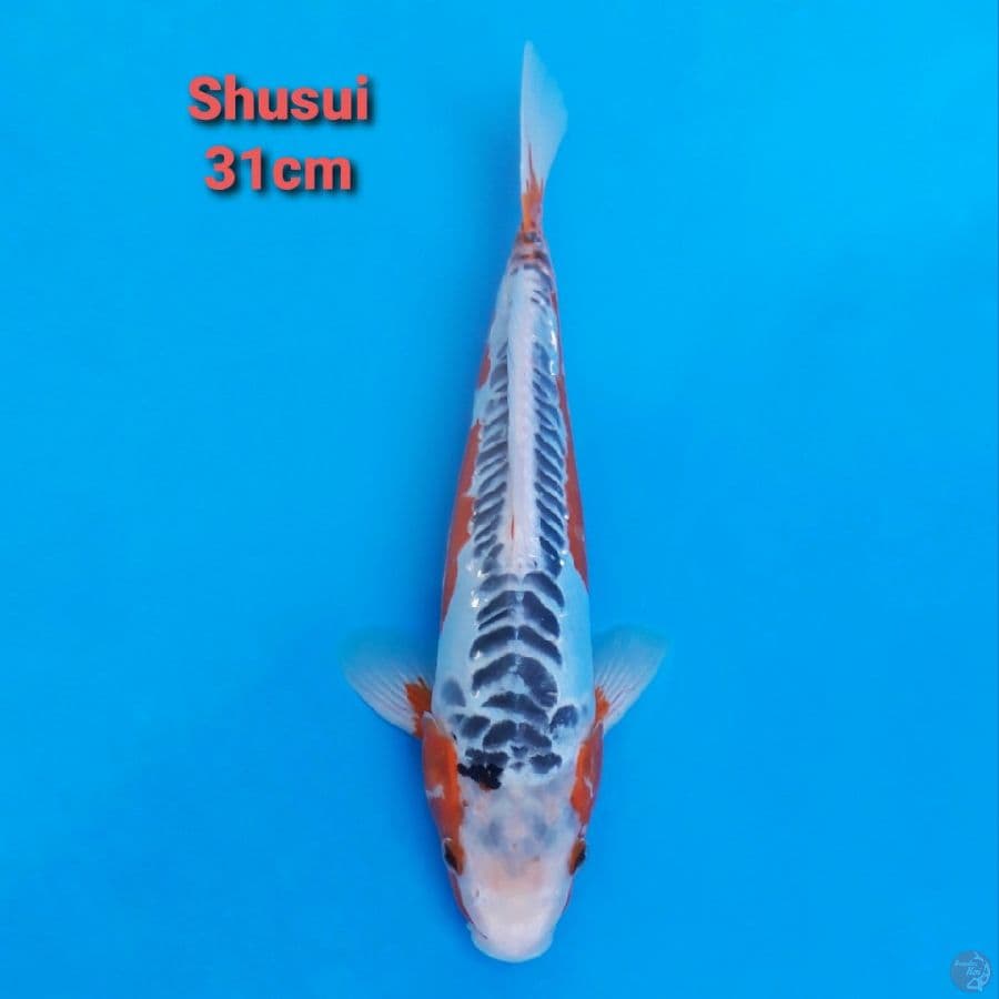 Shusui 31cm