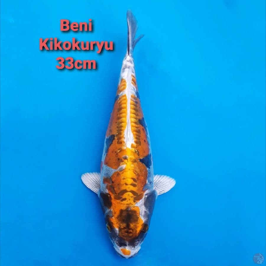 Beni Kikokuryu 33cm ANTIK!!