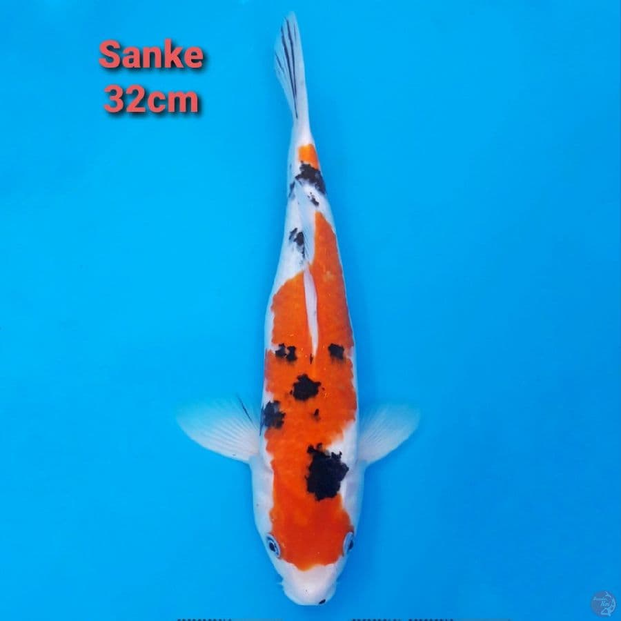 Sanke Nidan 32cm