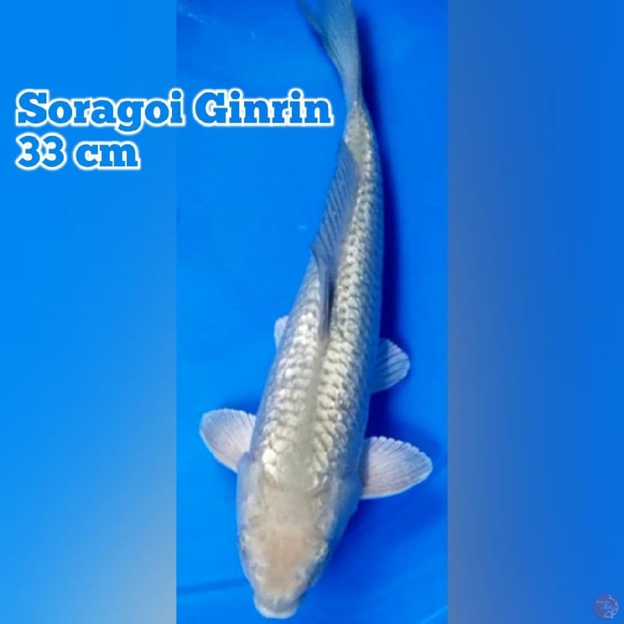 Soragoi Ginrin 33 cm