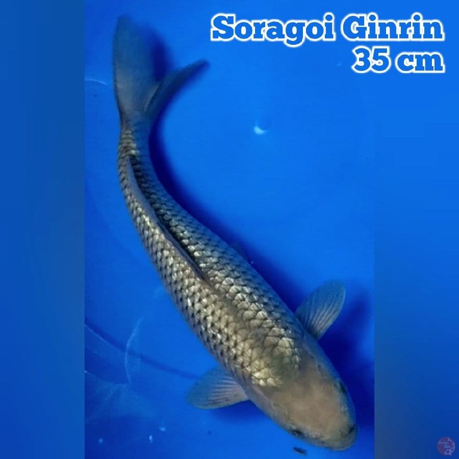Soragoi Ginrin 35 cm