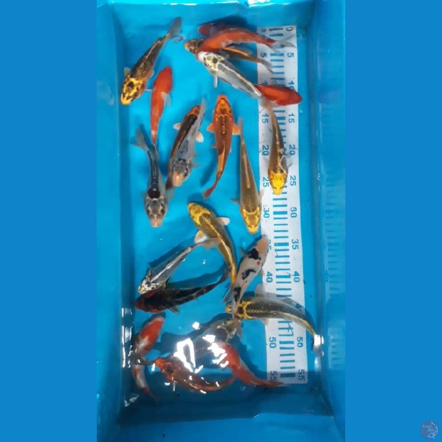22 ekor 15-20 cm