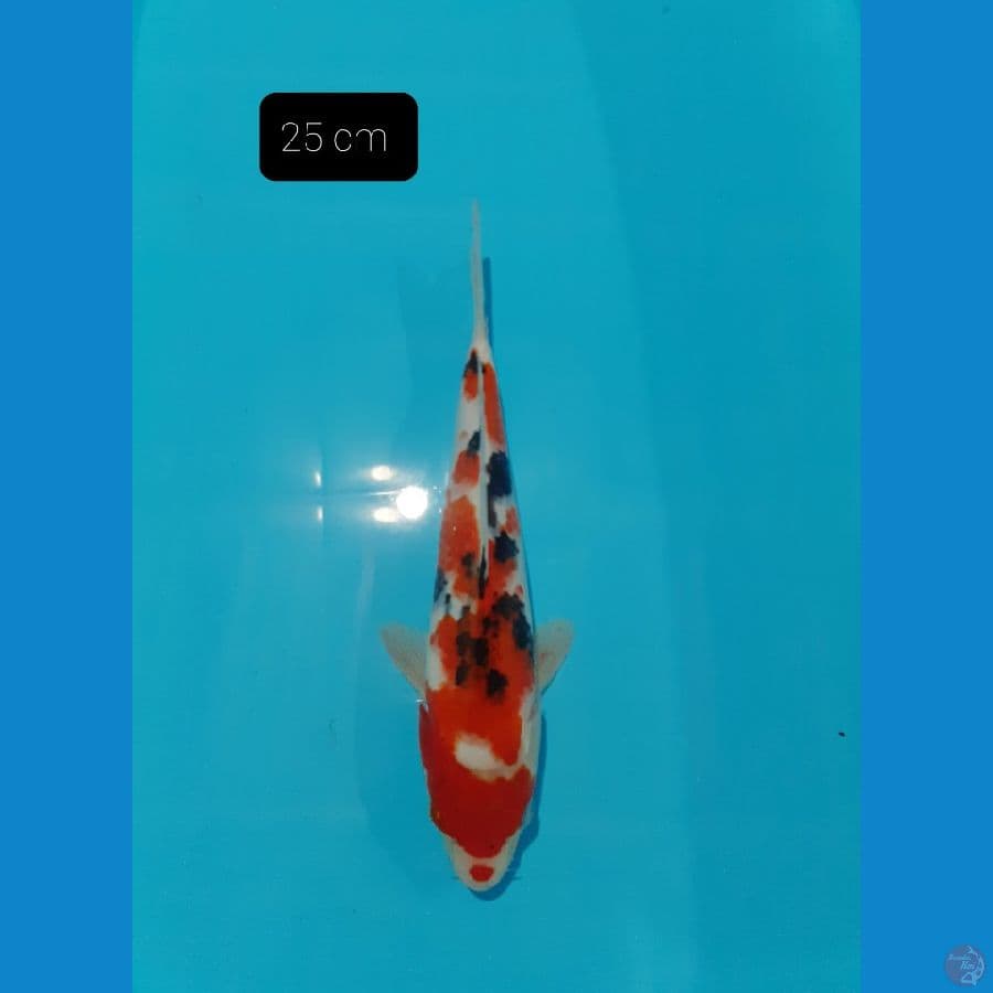 Sanke 25 cm 
