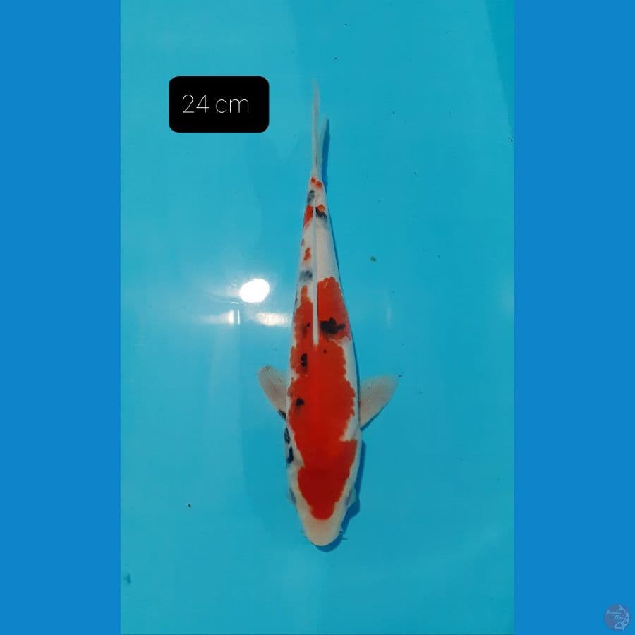 Sanke 24 cm