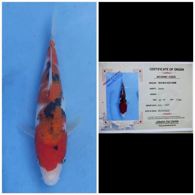 Okawa Sanke