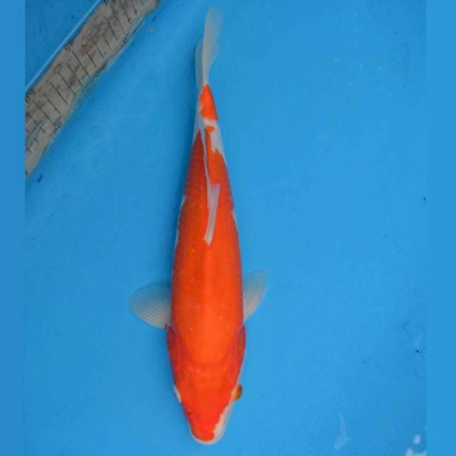 Kohaku F1
