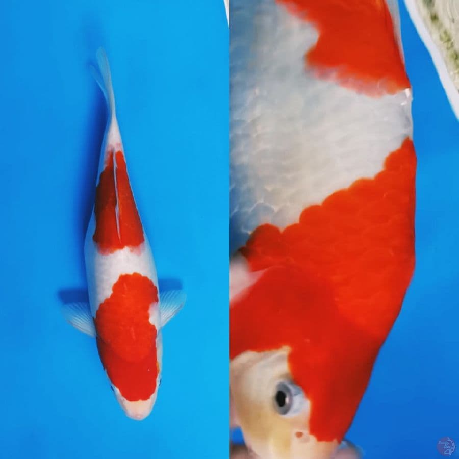 Nindan Kohaku 33cm Super punuk 