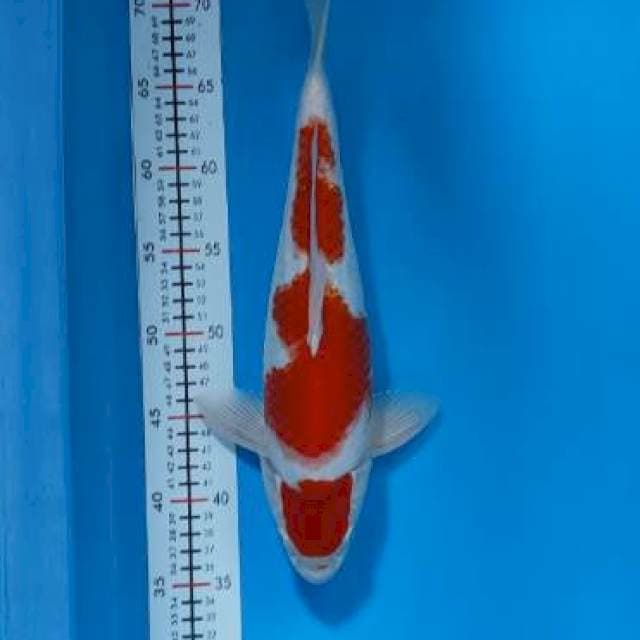 Kohaku maruten strong