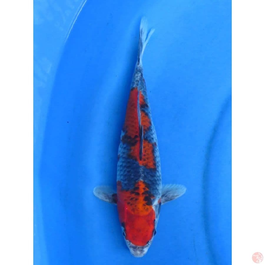 31cm - Goshiki