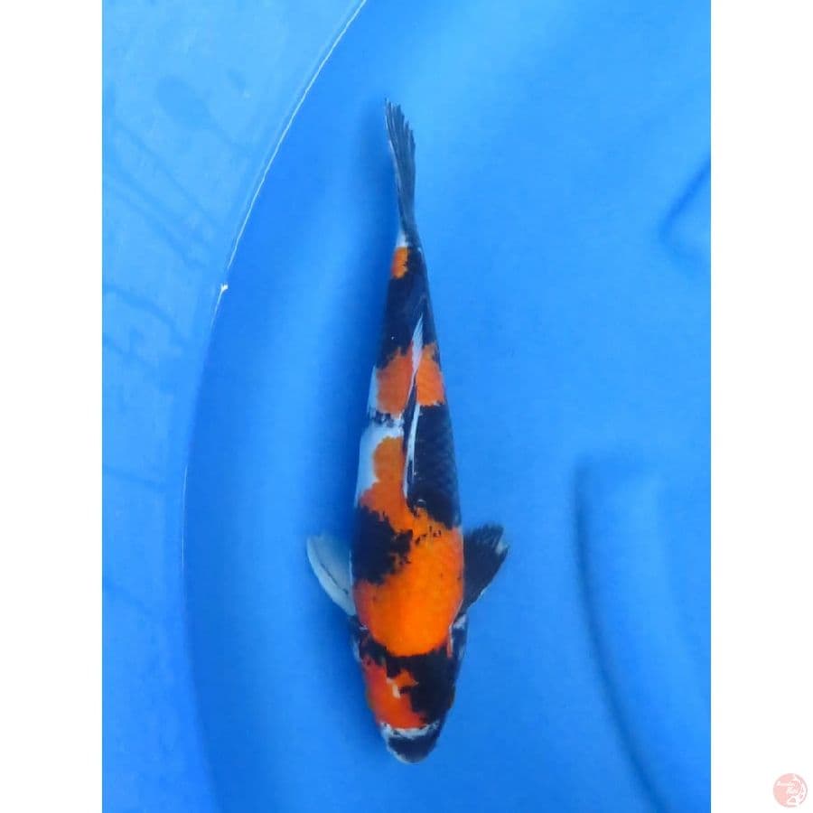 33cm - Showa Tategoi
