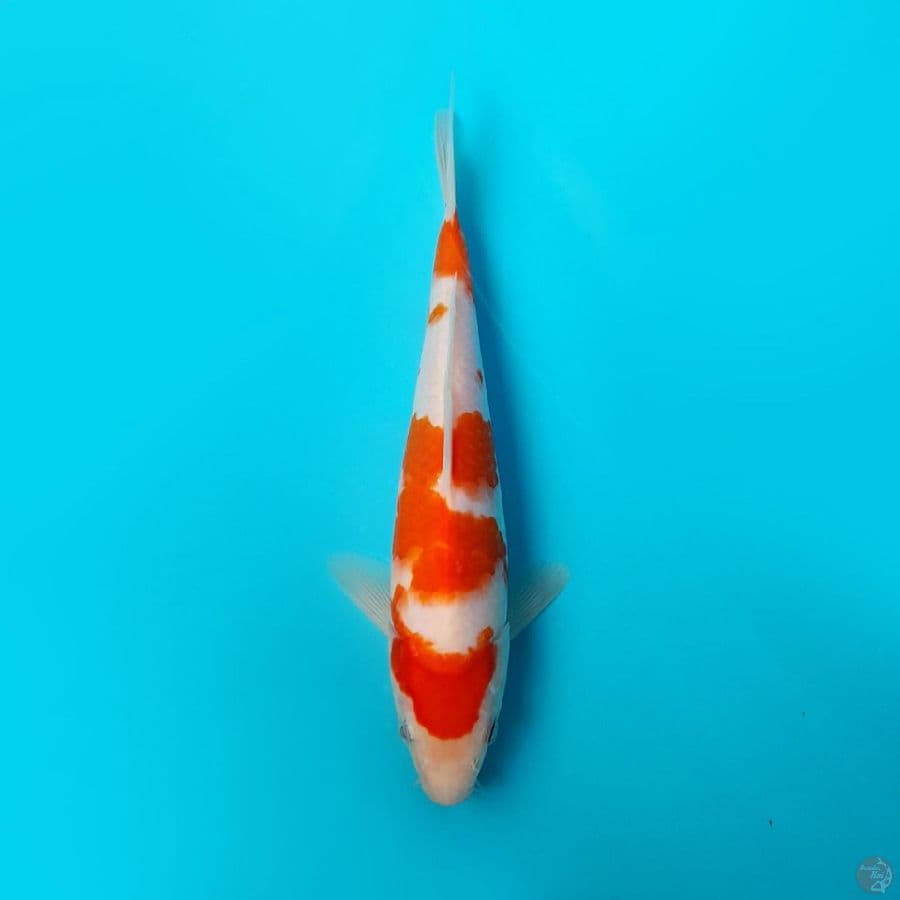 KOHAKU DAINICHI 22CM