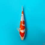 KOHAKU DAINICHI 22CM