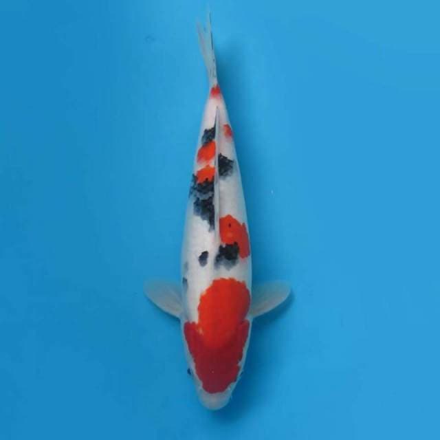 Taisho sanke good skin - tosai 