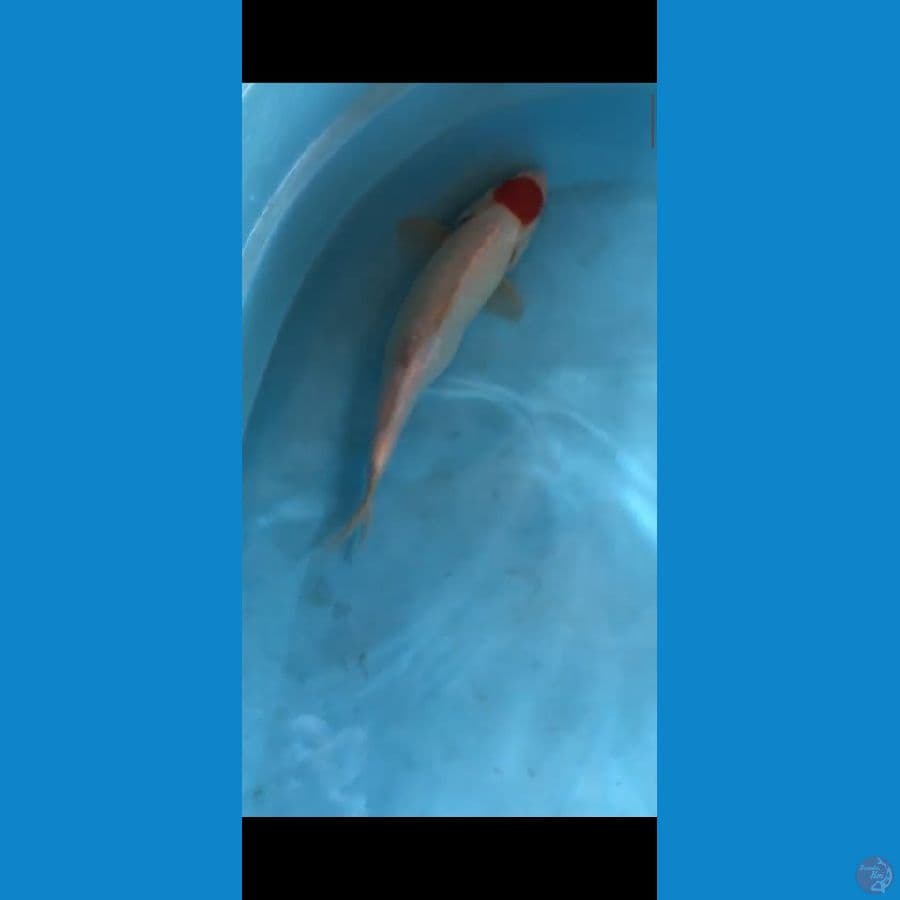 Tancho 33 cm