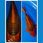 TAMASABA AKAMATSUBA 40CM