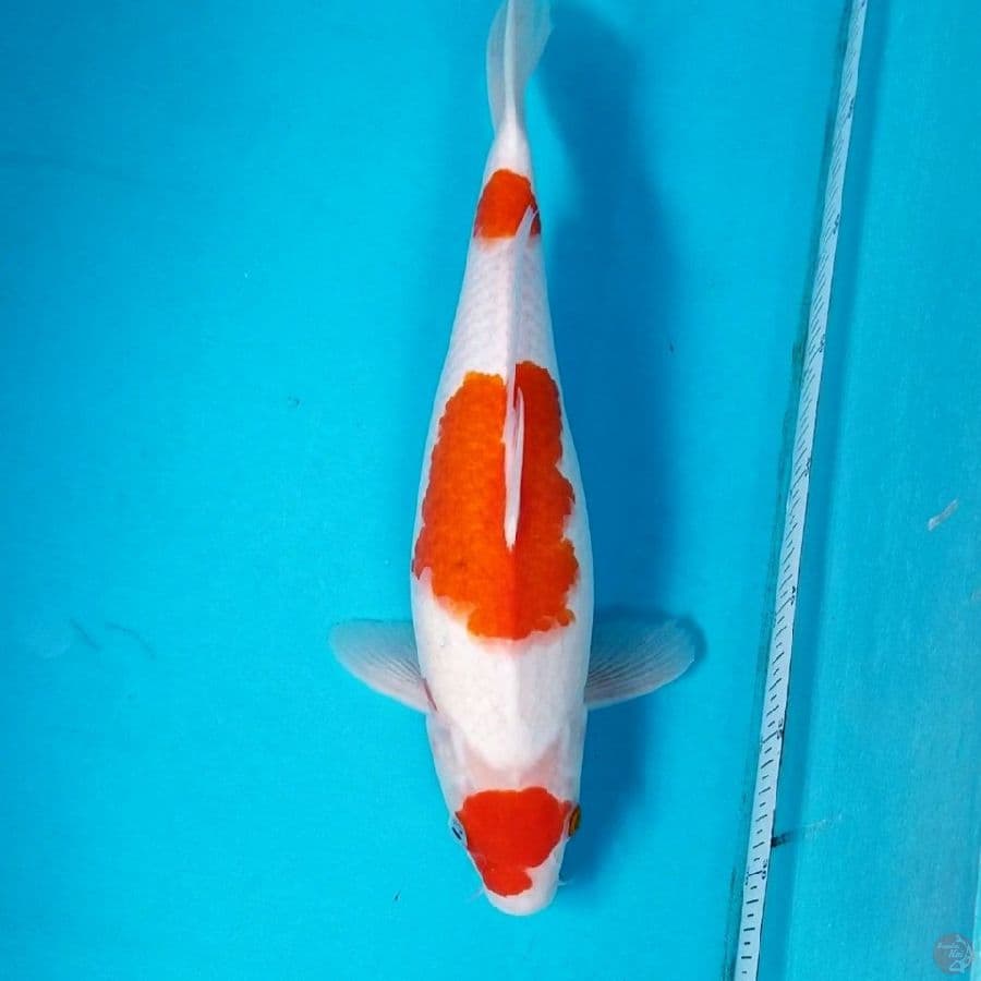 SANDAN KOHAKU 39 CM