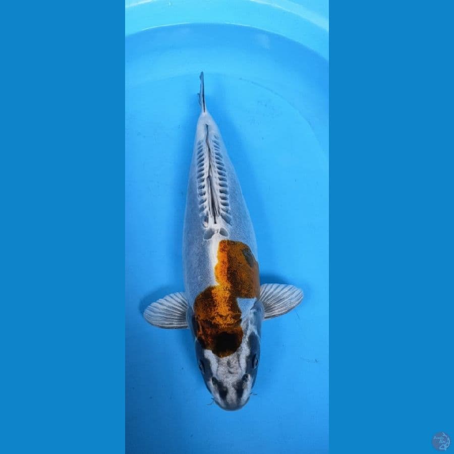 kikokuriyu 45cm