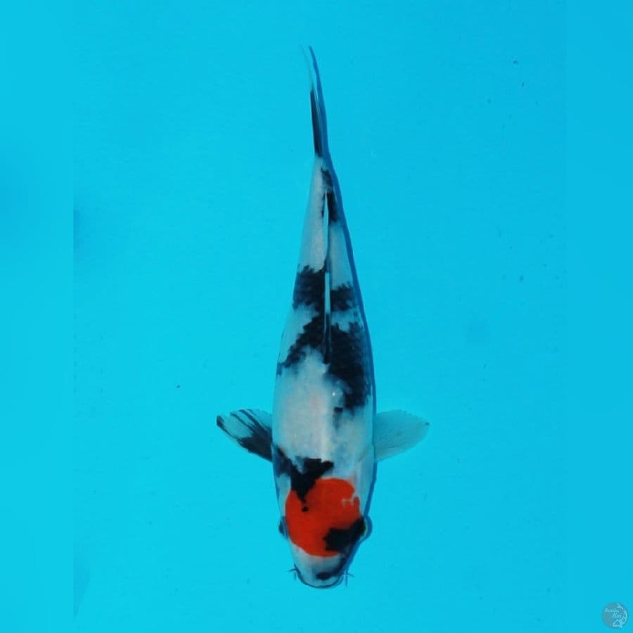 tancho showa 25cm
