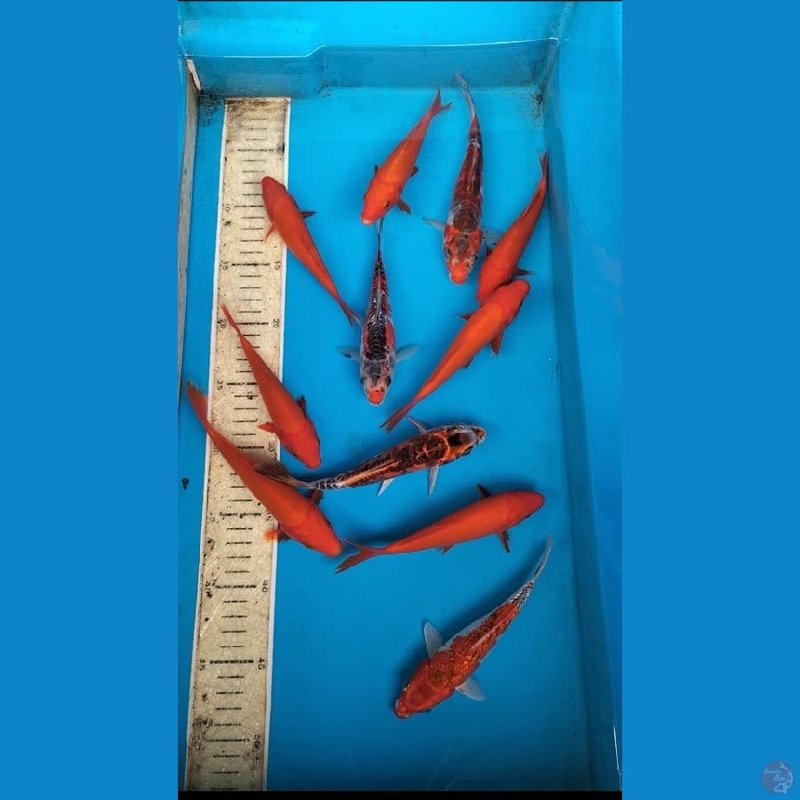 Benigoi ,kojaku doit 14,17cm