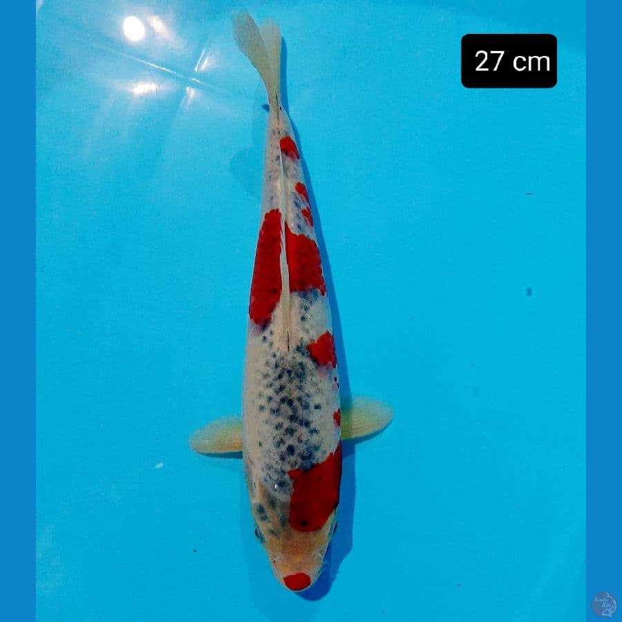 Goshiki 27 cm