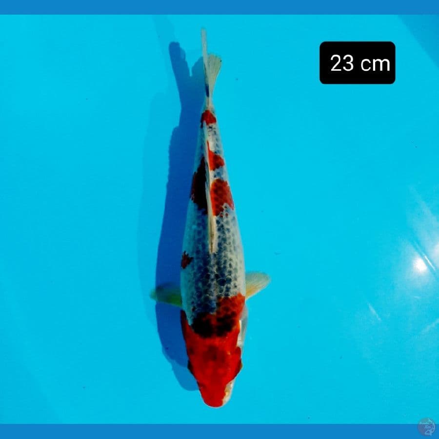 goshiki 23 cm