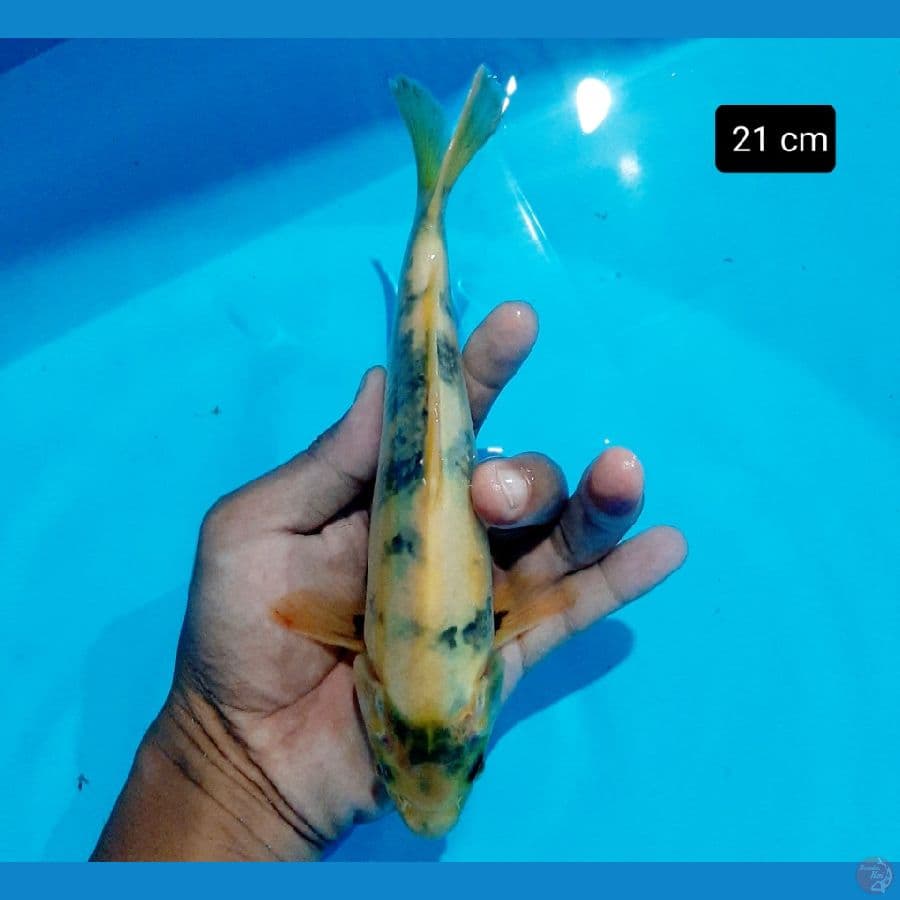 bahan 21 cm
