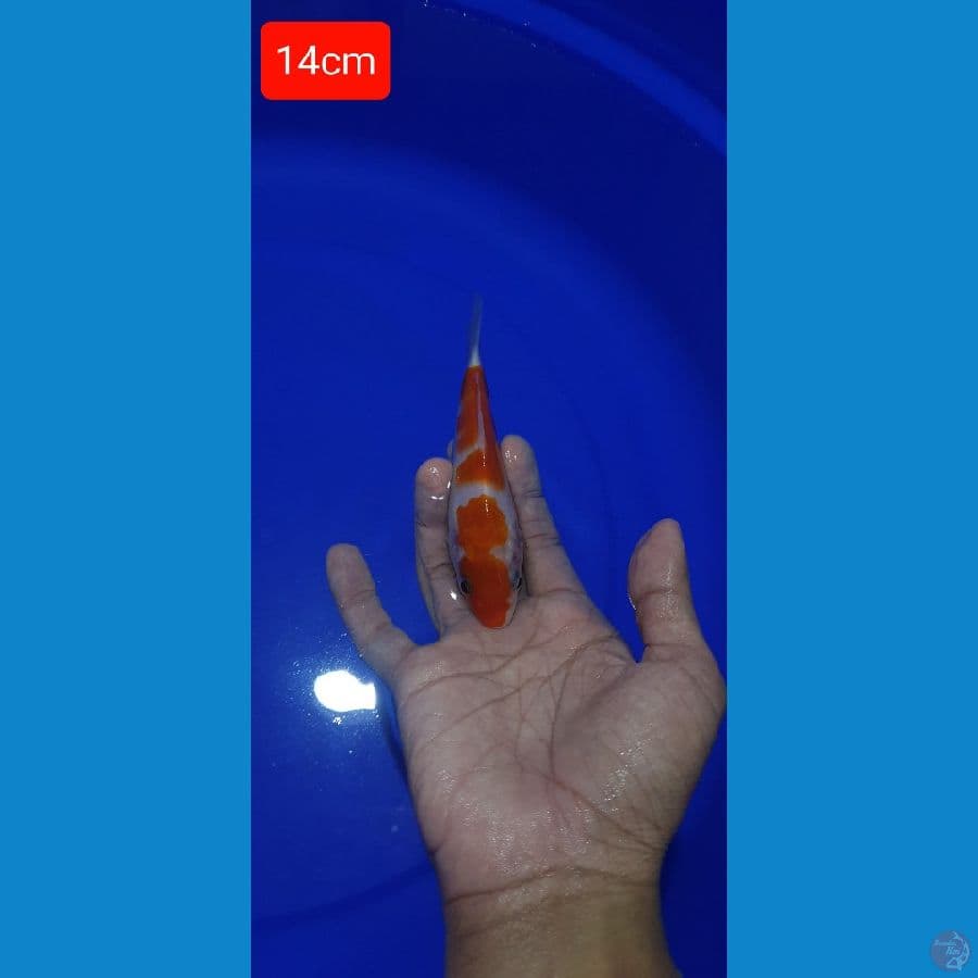 Kohaku 14cm