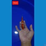 Kohaku 14cm