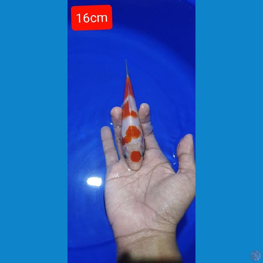 maruten 16cm