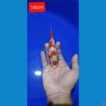 maruten 16cm