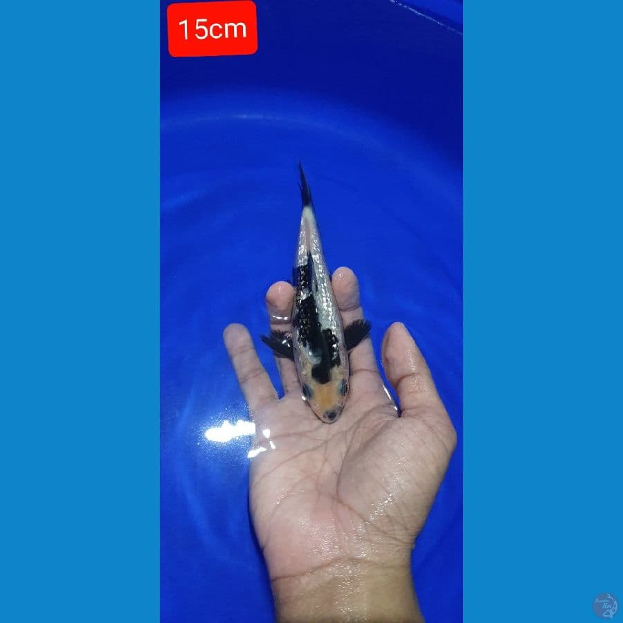 Shiro gindrin 15cm