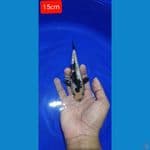 Shiro gindrin 15cm