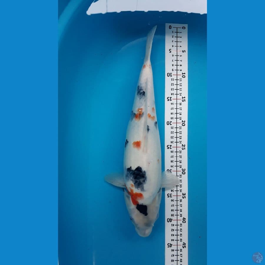 #03 Kindai Showa Jumbotosai/f39cm/calon induk