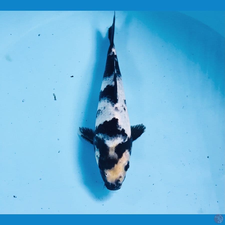 shiro, 22 cm