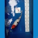 tanco showa original, female, 31cm
