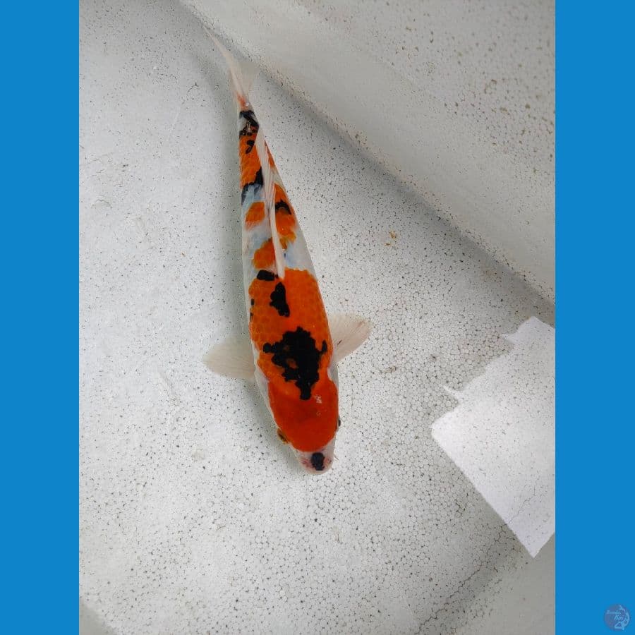 showa kucibene 30cm