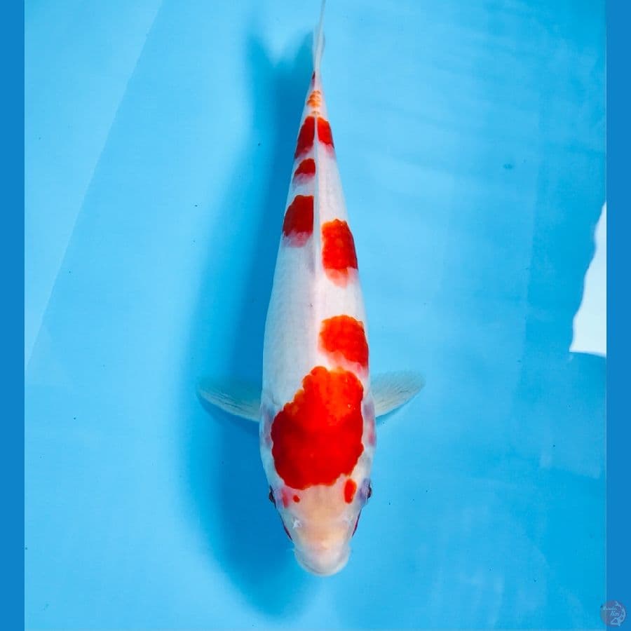 kohaku, 35 cm