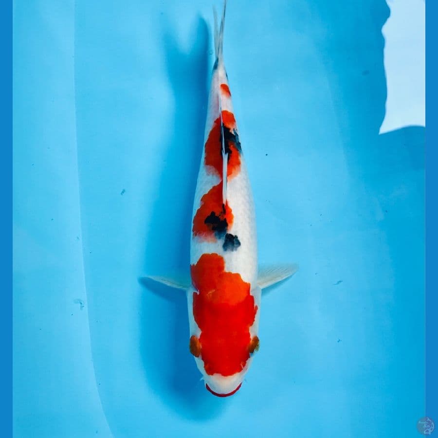 sanke, 31 cm